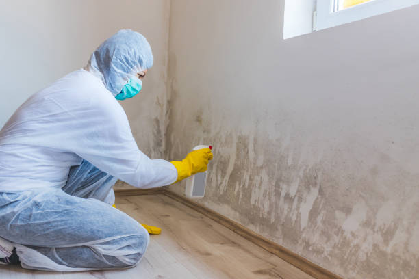 Black mold inspection in Damascus